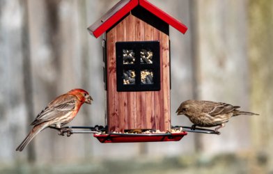 Birds eating from a house-shaped bird feeder