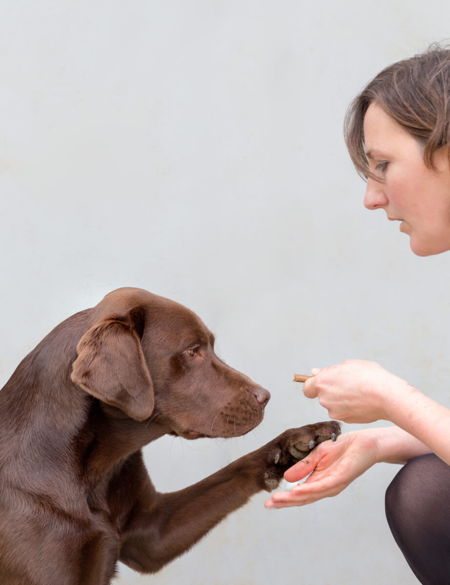 All Labradors and flatcoated retrievers are highly food-motivated