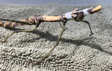 The Peruvian jumping stick with its neck brace.