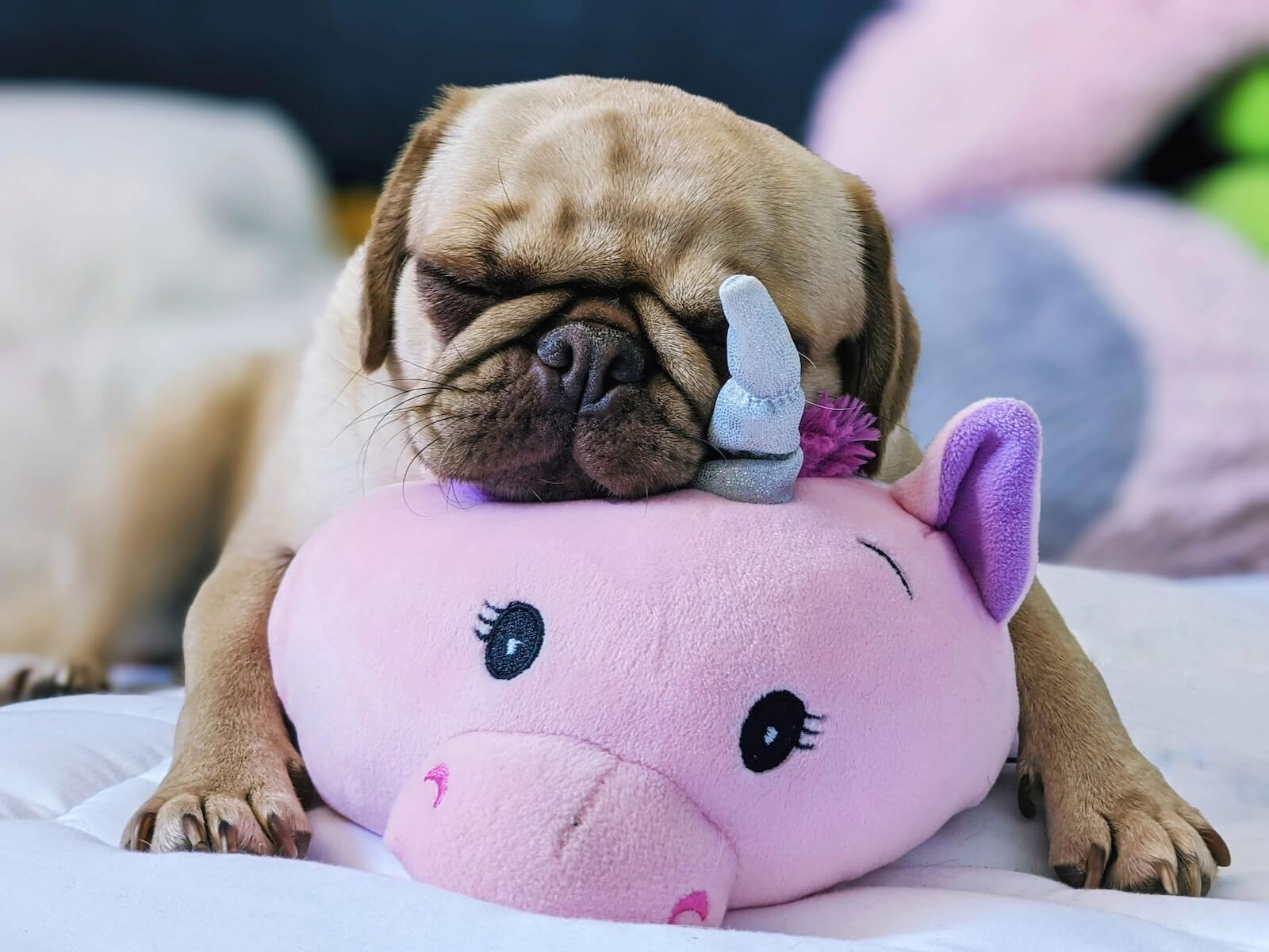 Pug sleeping with its toy