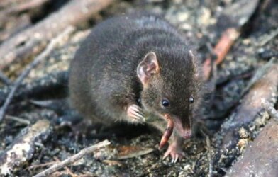 male dusky antechinus