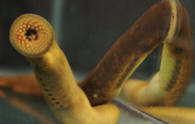 sea lamprey