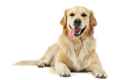 A Golden Retriever with its tongue out