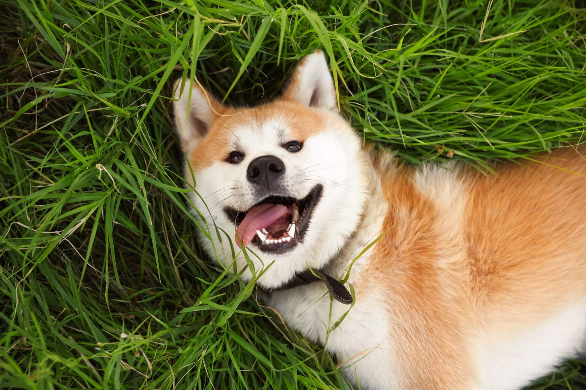 An Akita Inc laying in the grass