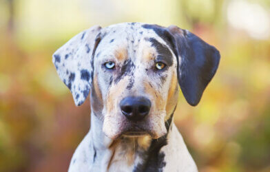 A Catahoula Leopard dog