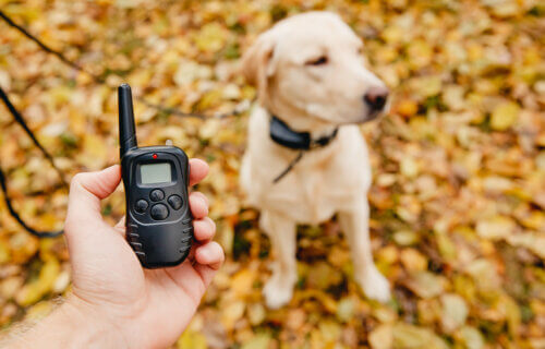 An owner using a shock collar on their dog