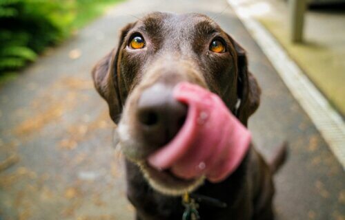 Chocolate Labrador Retriever