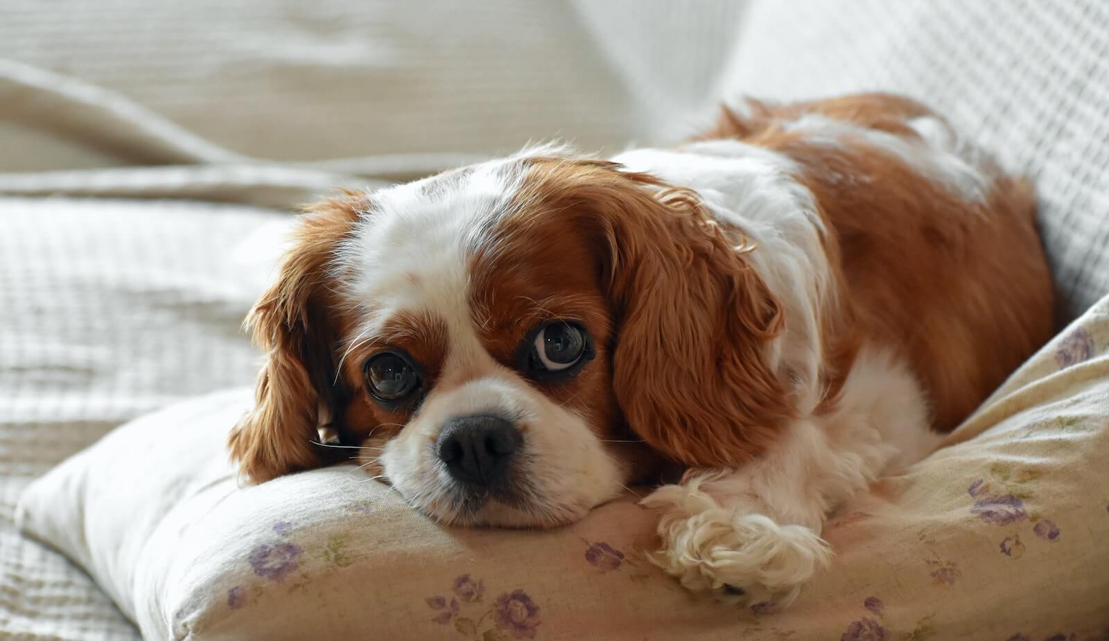 brown and white long coated small dog lying on white textile